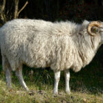 Animal U
