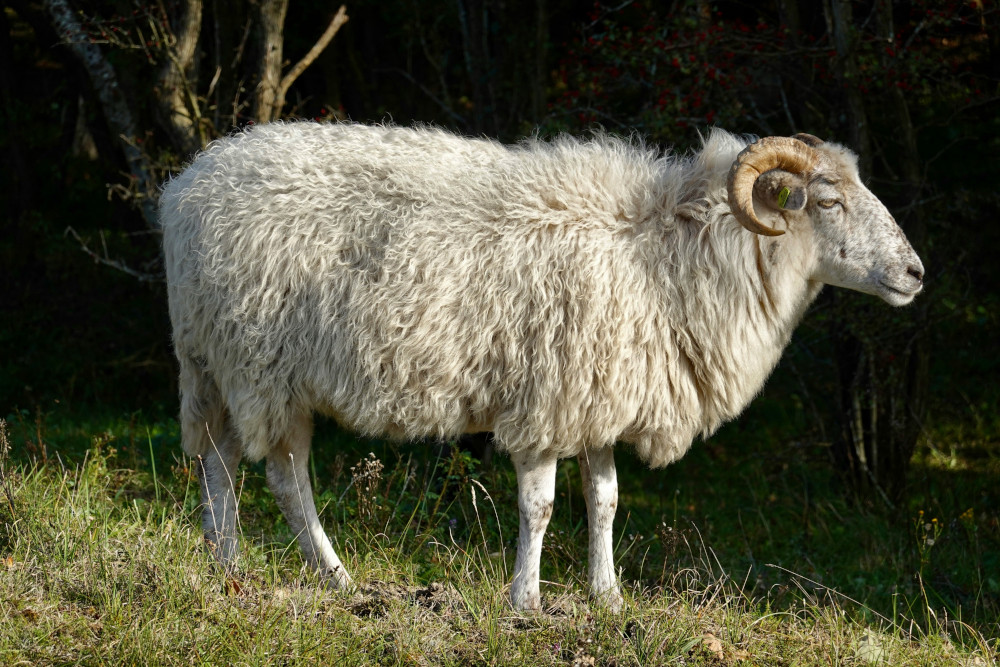 Animal U